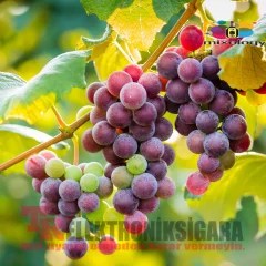 Mixology E-Likit Aroması Asap Grape 10ml